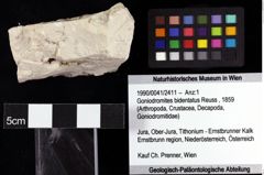 Foto (Objket + Etiketten) von Goniodromites bidentatus (Reuss, 1859) 